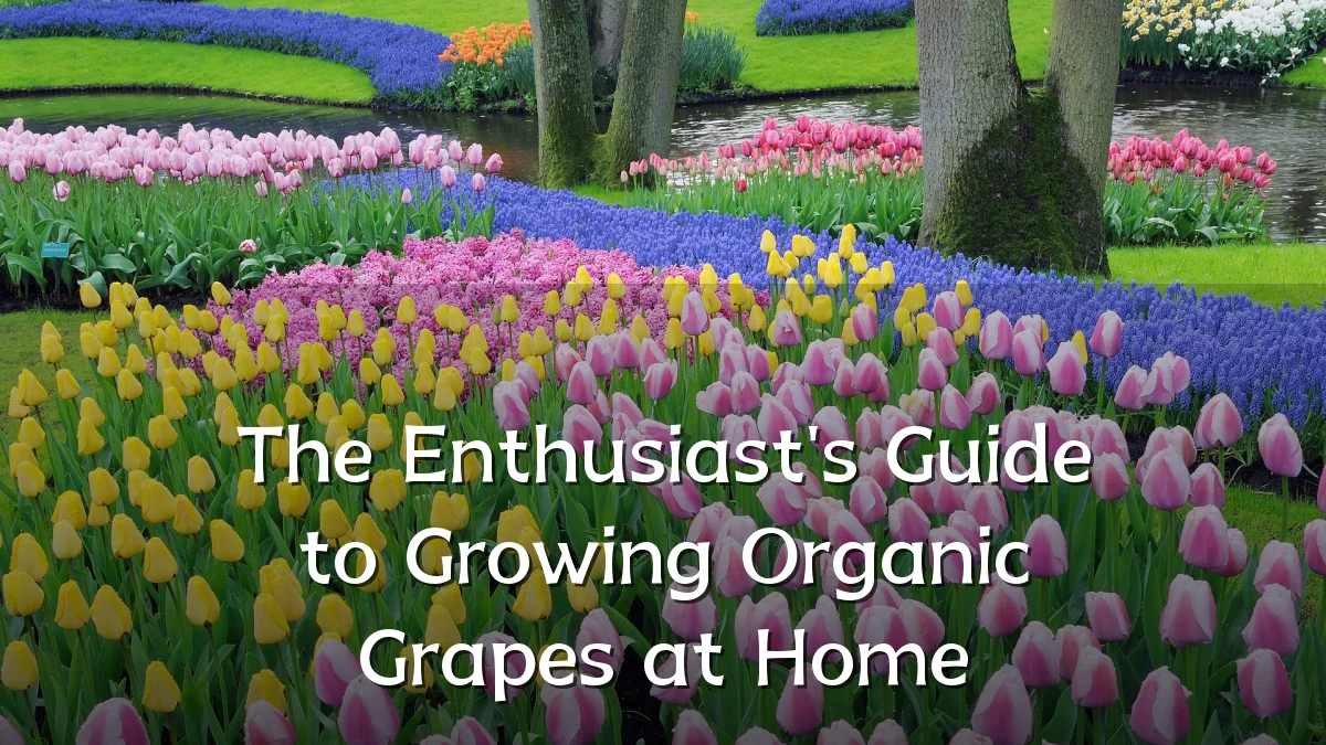 The Enthusiast's Guide to Growing Organic Grapes at Home
