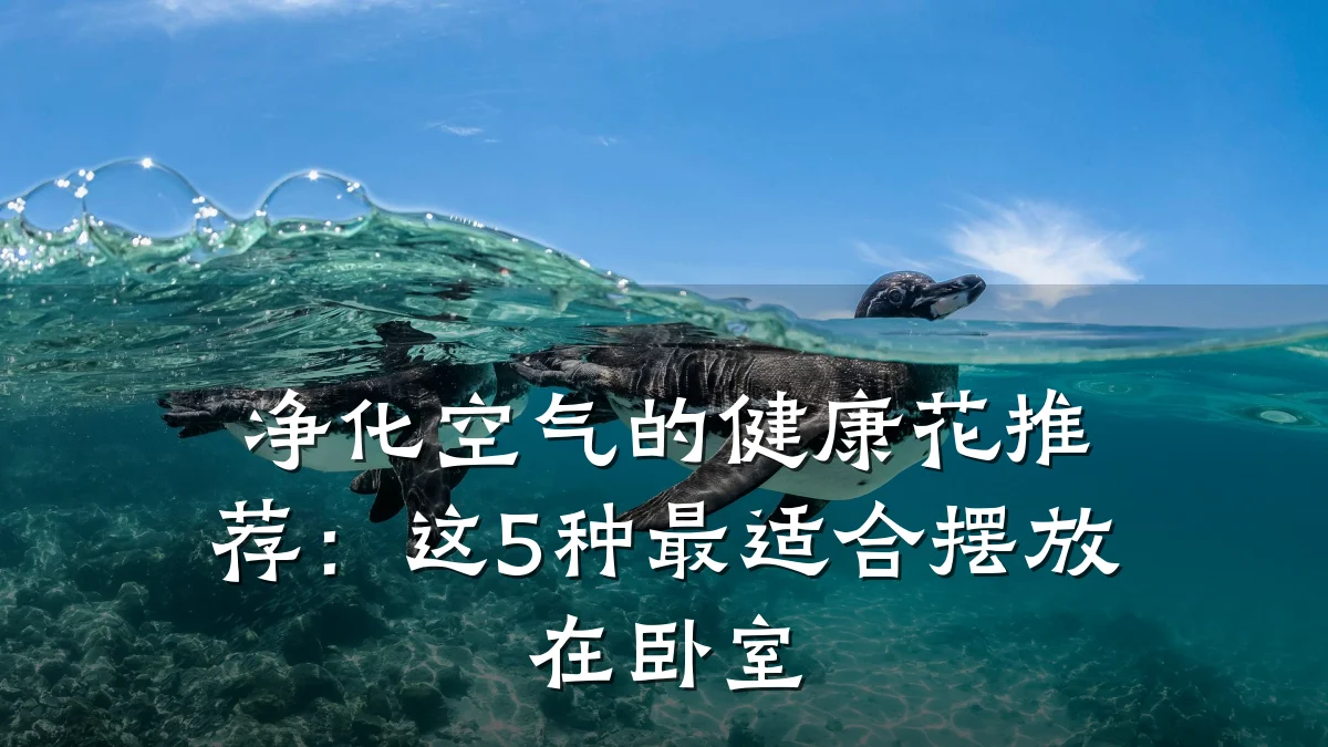 净化空气的健康花推荐:这5种最适合摆放在卧室